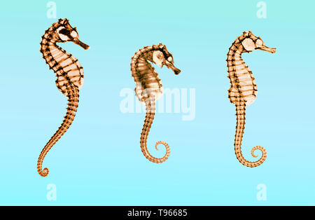 Immagine composita dalla storica raggi x dei cavallucci marini (Hippocampus sp.) realizzata da E. C. le Grice. Foto Stock