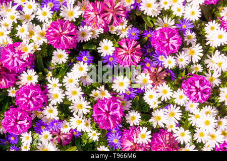 Fiori diversi. Decorate con motivi floreali sfondo a parete Foto Stock