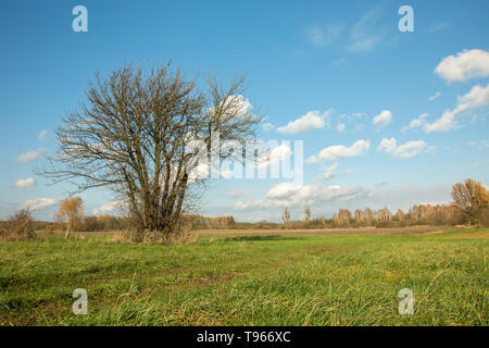 Gruppo di alberi sottili senza foglie che cresce su un prato verde e nuvole bianche sul cielo blu - Vista in una giornata di sole Foto Stock