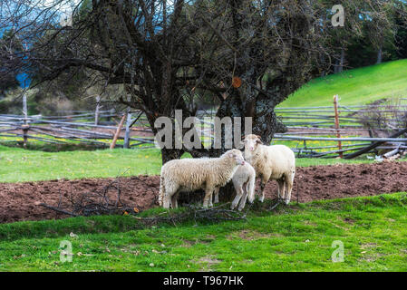 Pecore in un prato in montagna Foto Stock