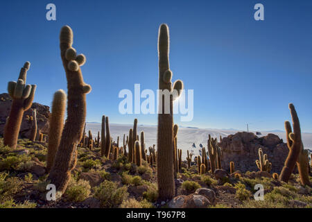 Cardon cactus (Echinopsis atacamensis) su Isla Incahuasi, Salar de Uyuni, Bolivia Foto Stock