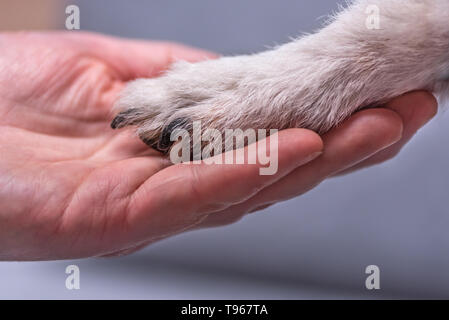 Vista ravvicinata top di cane zampe e mano umana. Fiendship tra Jack Russell Terrier piede umano e Foto Stock