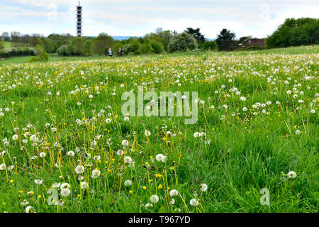 Campo di erba con il tarassaco andando alle sementi e giallo renoncules Foto Stock