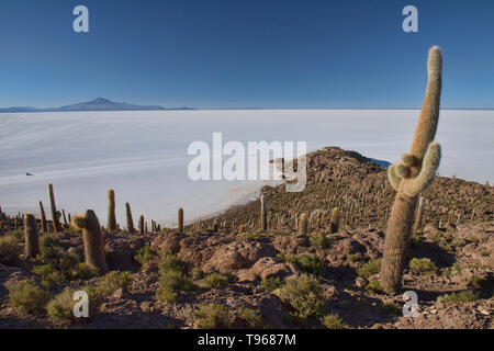 Cardon cactus (Echinopsis atacamensis) su Isla Incahuasi, Salar de Uyuni, Bolivia Foto Stock