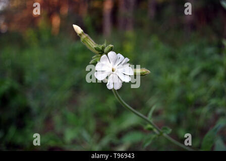 Silene latifolia (Melandrium album), il bianco campion fioritura delle piante in crescita, la molla nella foresta, soft sfocato sfondo verde scuro Foto Stock