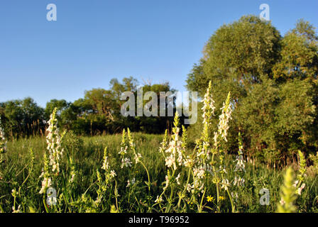 La Salvia austriaca (austriaco salvia) bianco fiori che sbocciano nella radura sul bordo della foresta, blu cielo chiaro Foto Stock