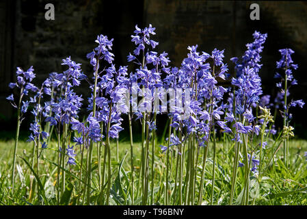 Spanish Bluebells(hyacinthoides hispanica) in un sagrato di Edimburgo. Foto Stock