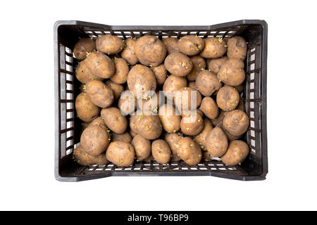 Scatola nera piena di germogliato di tuberi seme di patate, in attesa di piantagione in primavera. Isolato su sfondo bianco. Foto Stock