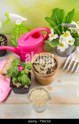 La miscelazione di vermiculite e granuli di colore nero con terreno di giardinaggio migliora la ritenzione di acqua, aria, radice di capacità di crescita di tutte le piante che crescono in vaso Foto Stock