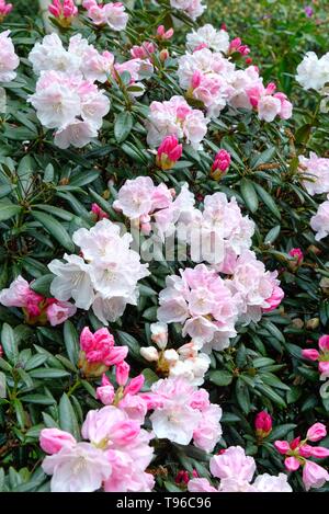 Chiudere il fiore di rododendro 'Streatley' in primavera REGNO UNITO Foto Stock
