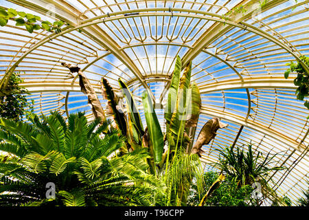 Tetto interno della Palm House, Kew Gardens, Londra, Regno Unito Foto Stock