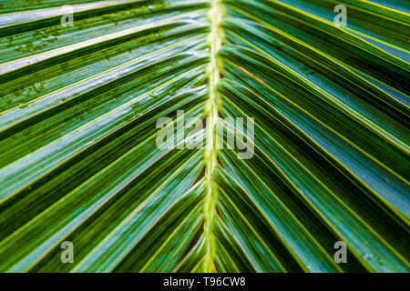 Close-up di una Palma foglie (Kew Gardens, Londra, Regno Unito) Foto Stock