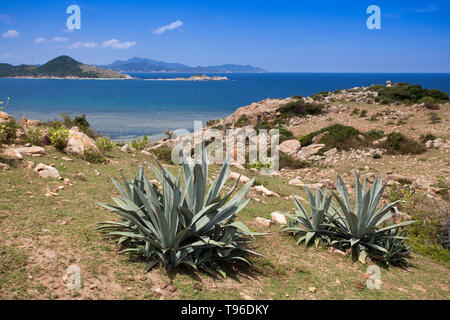 Cactus in costa rocciosa paesaggio di Vinh Hy, sul Mare della Cina del Sud,Ninh Thuan, Vietnam Foto Stock