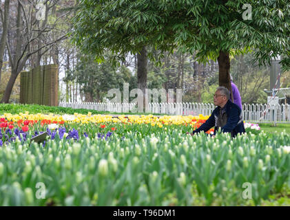 WUHAN-HUBEI/Cina, MAR 29-2019: Wuhan Botanic Garden. Uomo aspecifici guardando i campi di tulipani nel parco. Una sua della destinazione di viaggio fo Foto Stock