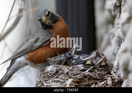 Mom alimentando il suo bambino Robins Foto Stock