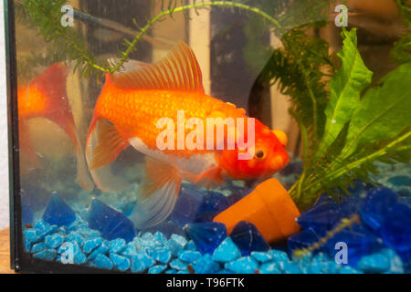 Malati goldfish con bumbs sulla sua scala, fish bowl Foto Stock