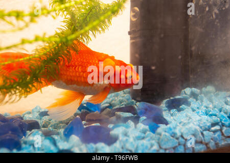 Malati goldfish con bumbs sulla sua scala, fish bowl Foto Stock