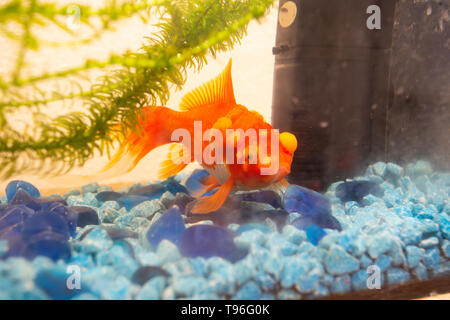 Malati goldfish con bumbs sulla sua scala, fish bowl Foto Stock