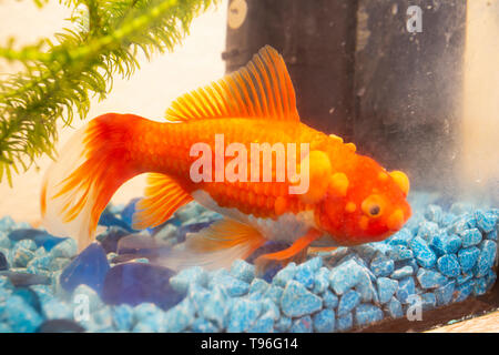 Malati goldfish con bumbs sulla sua scala, fish bowl Foto Stock