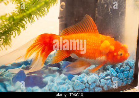 Malati goldfish con bumbs sulla sua scala, fish bowl Foto Stock