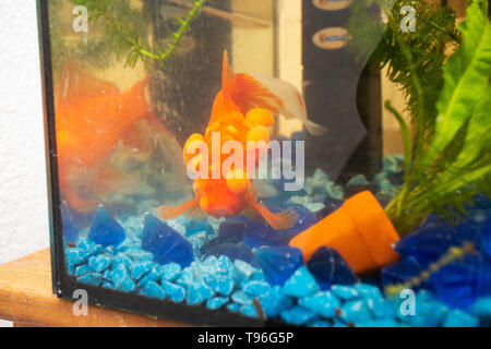 Malati goldfish con bumbs sulla sua scala, fish bowl Foto Stock