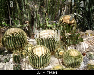 Varietà diverse di spine di cactus prickly. Tondo globulare cactus pianta siccità rocce. Verde colore secco arida tempo soleggiato. Deserto terreno roccioso in Foto Stock