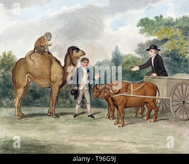 John Hunter con zebu. John Hunter (Febbraio 13, 1728 - 16 ottobre 1793) era un chirurgo scozzese. Egli è stato uno dei primi sostenitori di attenta osservazione, il metodo scientifico in medicina e un eccellente anatomista. La sua morte in 1793 all'età di 65. La vita di John Hunter, Vol. III da Jesse piedi zebu non datato. Foto Stock