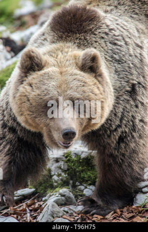 L'orso bruno (Ursus arctos) nella foresta slovena. La Slovenia Foto Stock