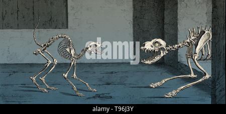 La struttura scheletrica di un gatto e un cane. Il gatto (sinistra) è mostrato nella paura, mentre il cane è visto nella modalità di attacco (a destra) incisione di William Cheselden, 1733. William Cheselden (1688-1752) fu un chirurgo inglese e insegnante di anatomia e chirurgia, che era influente nella definizione di intervento chirurgico come scientifici della professione medica. Foto Stock