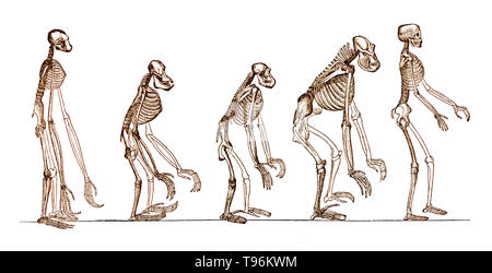 L'evoluzione dell'uomo, 1879. Un popolare esposizione dei punti principali di umana ontogenesi e filogenesi da Ernst Haeckel. Il naturalista Ernst Haeckel (1834- 1919) era un tedesco biologo naturalista, filosofo, medico, professore e artista che ha scoperto, descritto e denominato migliaia di nuove specie, mappato un albero genealogico riguardanti tutte le forme di vita, e ha coniato molti termini in biologia, compresi anthropogeny, ecologia, phylum, filogenesi e il regno protisti. Foto Stock