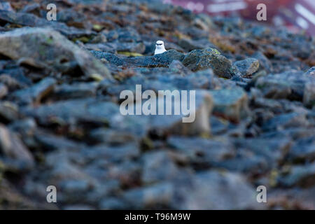 Camminare Pernice bianca (Lagopus muta) gamebird a stony metropolitana a svalbard, spitsbergen, Norvegia Foto Stock