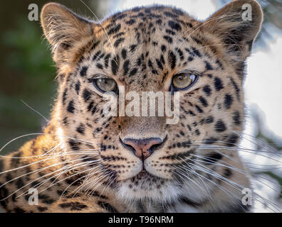 Femmina di Amur leopard guardando verso la telecamera Foto Stock