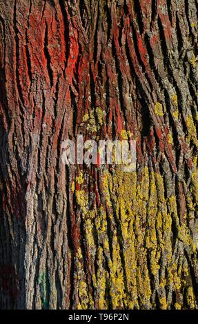 Licheni colorati (Lichen) sulla corteccia di farnia (Quercus robur), Baden-Württemberg, Germania Foto Stock