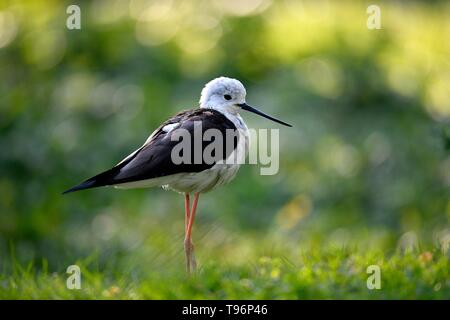 Black-winged Black-winged Stilt (Himantopus himantopus) si erge nel prato, captive, Germania Foto Stock