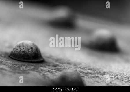 Primo piano della vite di ferro a testa tonda Foto Stock