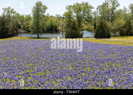 Campo di Bluebonnets Foto Stock