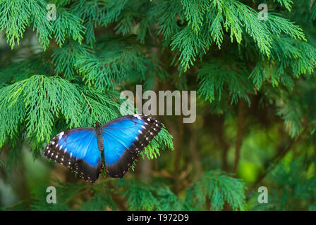 Blu Peleides morfo butterfly (Morpho peleides) in appoggio sul ramo di cipresso. Messa a fuoco selettiva e profondità di campo. Foto Stock