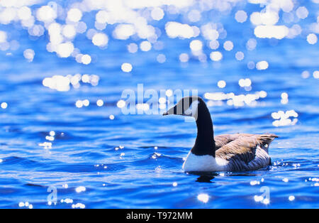 Canada Goose nuoto. La luce del sole scintillante sul blu chiaro la superficie dell'acqua Foto Stock