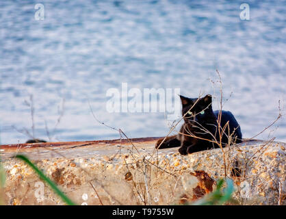 Un gatto nero spende Halloween sulla spiaggia, Ottobre 31, 2018 in Dauphin Island, Alabama. Foto Stock