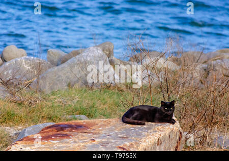 Un gatto nero spende Halloween sulla spiaggia, Ottobre 31, 2018 in Dauphin Island, Alabama. Foto Stock