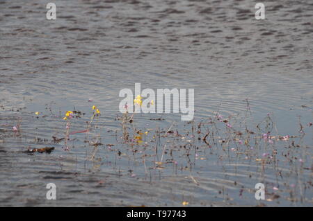 Golden bladderwort o Utricularia aurea al Lago Thale Noi riserva di uccelli acquatici, Khuan Khanun, Thailandia Foto Stock