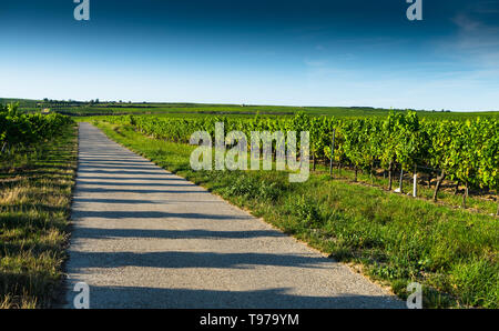 Vista sui vigneti in estate, Rhinehesse, Renania-Palatinato, Germania Foto Stock