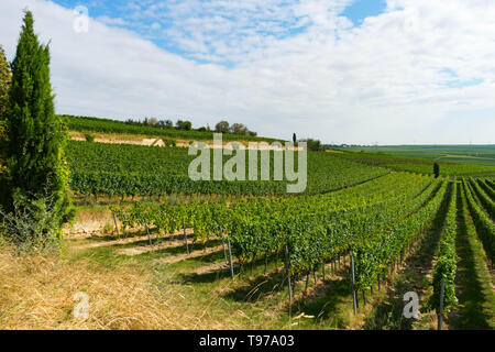 Vista sui vigneti in estate, Rhinehesse, Renania-Palatinato, Germania Foto Stock