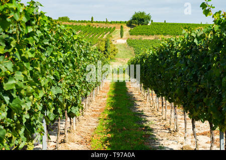 Vista sui vigneti in estate, Rhinehesse, Renania-Palatinato, Germania Foto Stock