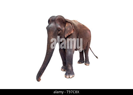Elefante asiatico isolato su sfondo bianco. vista frontale. Foto Stock