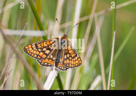 Marsh fritillary butterfly (Euphydryas aurinia) in appoggio sulle erbe durante il mese di maggio, Regno Unito Foto Stock