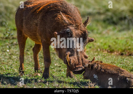 Warthog comune interagire e giocare in un sudafricano game reserve Foto Stock