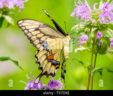 Colorato closeup ritratto di una coda forcuta butterfly alimentazione su un viola di fiori selvaggi presi in estate in Theodore Wirth Park in Minneapolis Minnesot Foto Stock