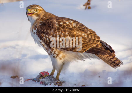 Red-tailed hawk mangiare uno scoiattolo su un inverno nevoso giorno vicino al fiume Mississippi in Minneapolis Minnesota Foto Stock