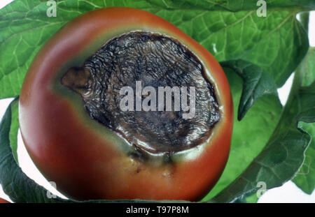 Un acqua-bagnato fradicio spot al fine fioritura di pomodori (Solanum Lycopersicum) è il classico sintomo di blossom-fine rot come visto qui. Foto Stock